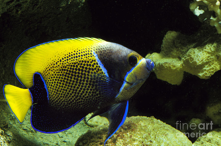 Majestic Angelfish Pomacanthus Navarchus Photograph by Gerard Lacz