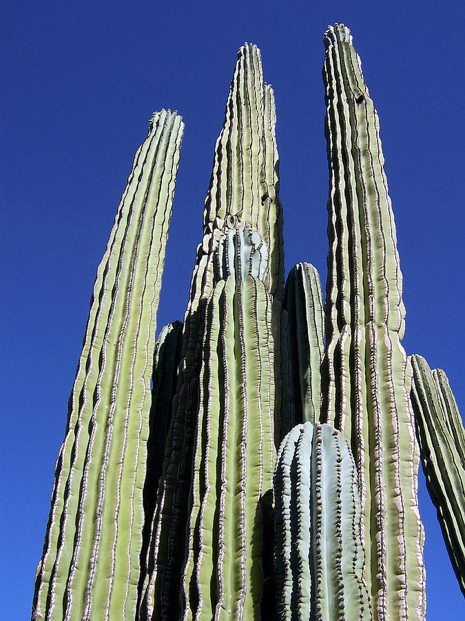 Majestic Arizona Desert Cactus Photograph by Ilia -