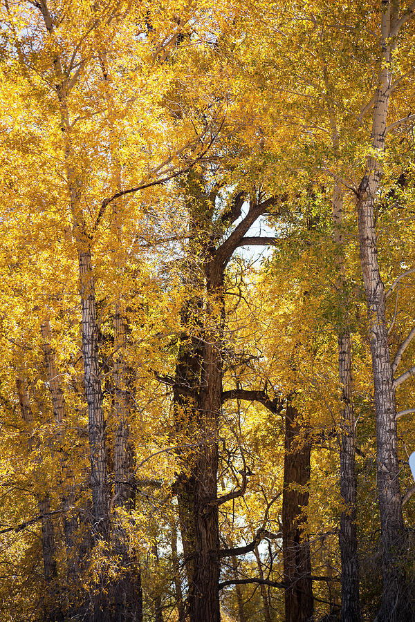 Majestic Aspens Photograph by Marilyn Hunt