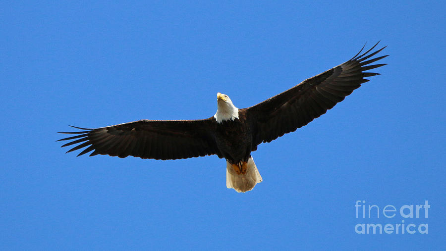 Majestic Bald Eagle  0220 Photograph by Jack Schultz