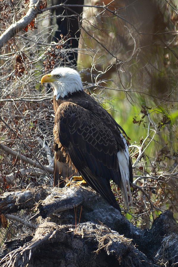 Majestic Bald Eagle Photograph by Carla Parris
