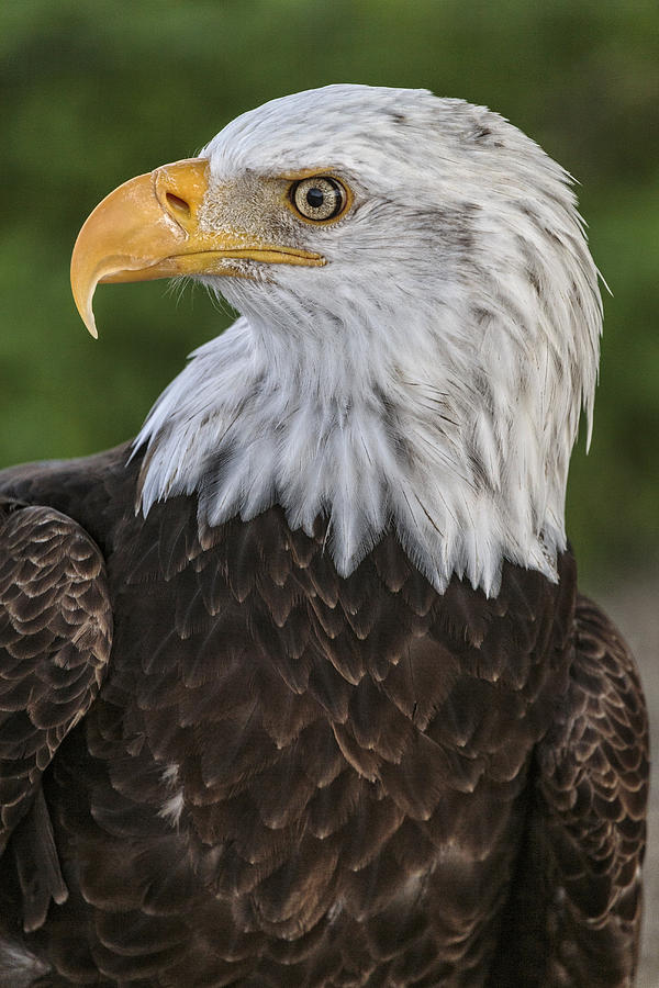 Majestic Bald Eagle Photograph by Wes and Dotty Weber