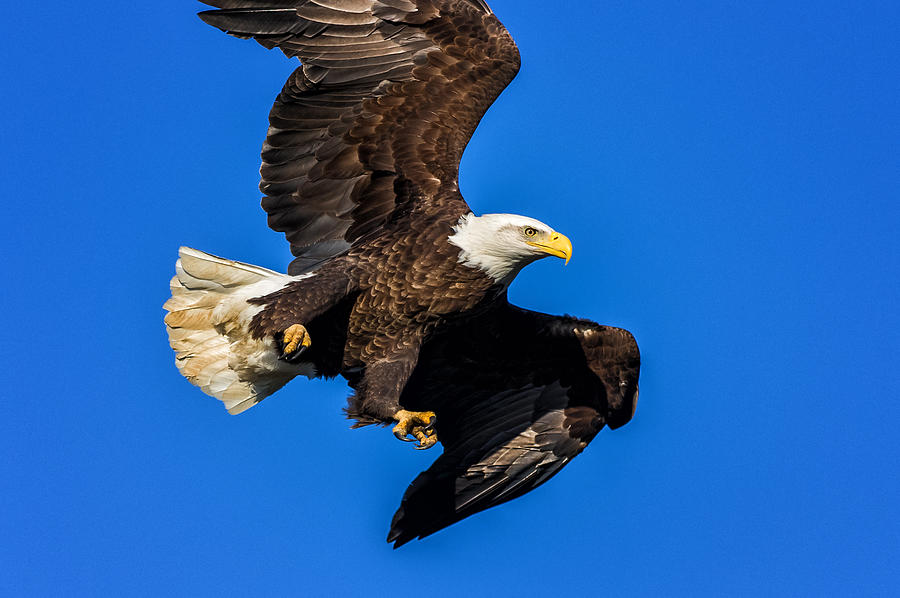 Majestic Bald Eagle in Flight Photograph by Lori Coleman