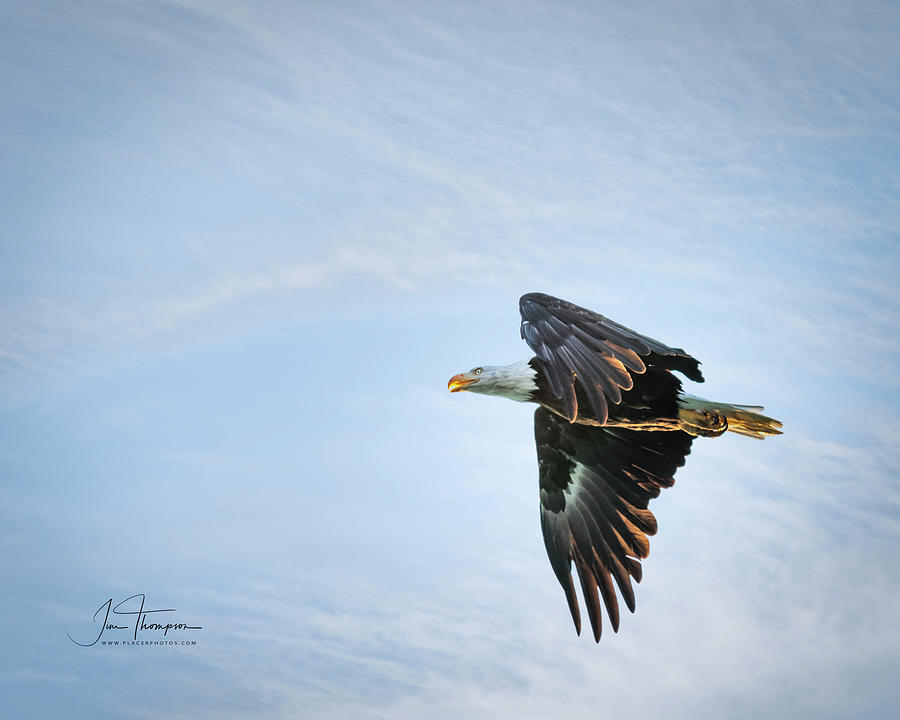 Majestic Bald Eagle Photograph by Jim Thompson