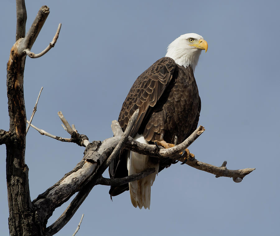 Majestic Bald Eagle Photograph