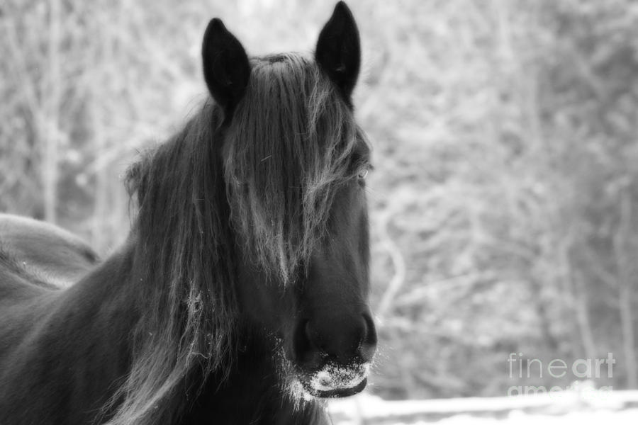 Majestic Beauty BW Photograph by Cathy Beharriell