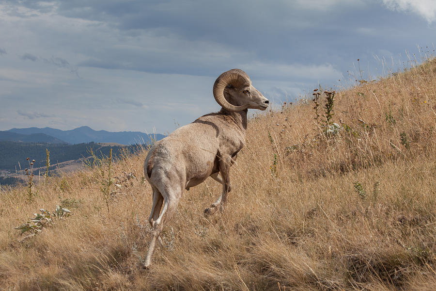 Sheep Photograph - Majestic Bighorn  by Fran Riley