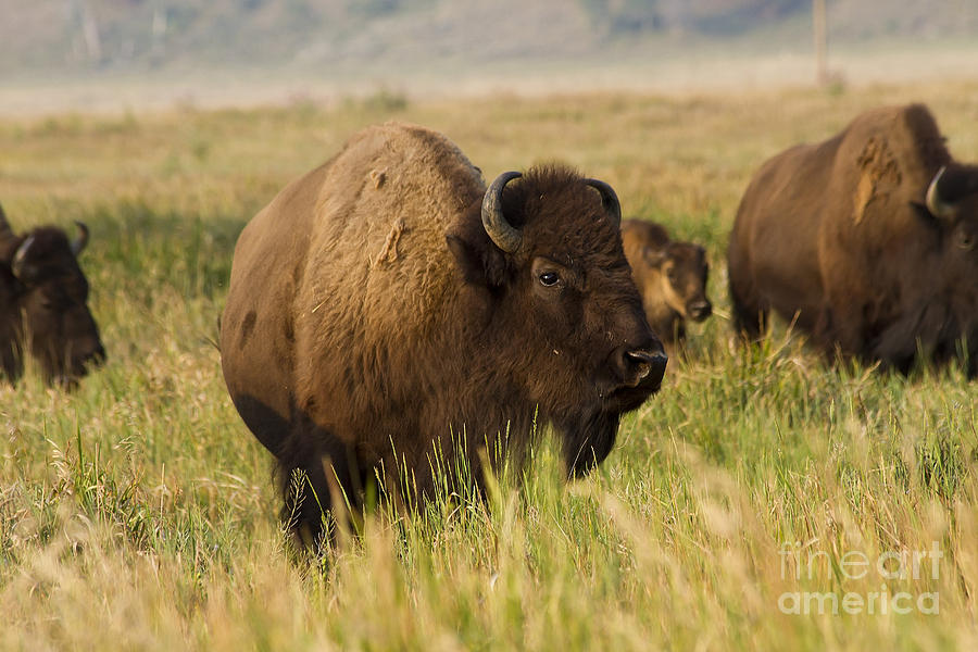 Majestic Bison Photograph by Teresa Zieba