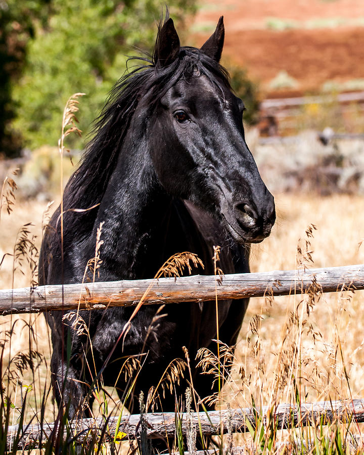 Majestic Black Horse Photograph by William Krumpelman | Fine Art America