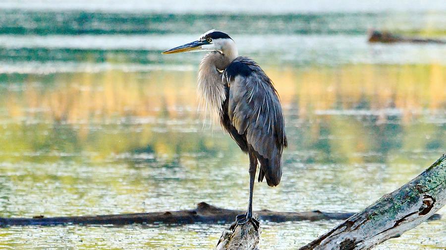 Majestic Blue Photograph by J R Sanders - Fine Art America