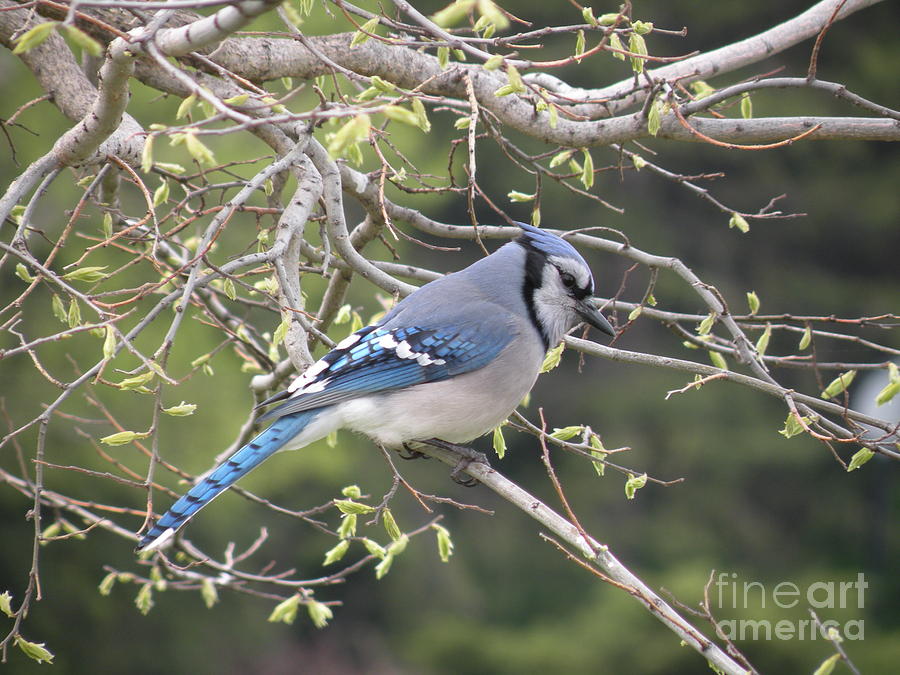 Majestic Blue Jay by Joanne Young Majestic Blue Jay by Joanne Young