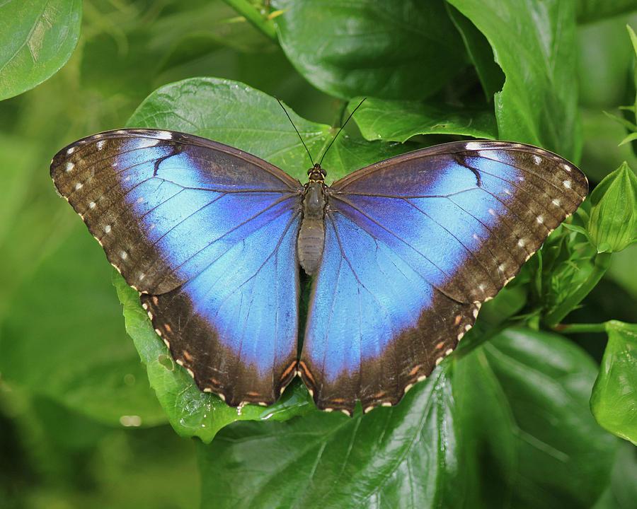 Majestic Blue Photograph by Lee Hart - Fine Art America