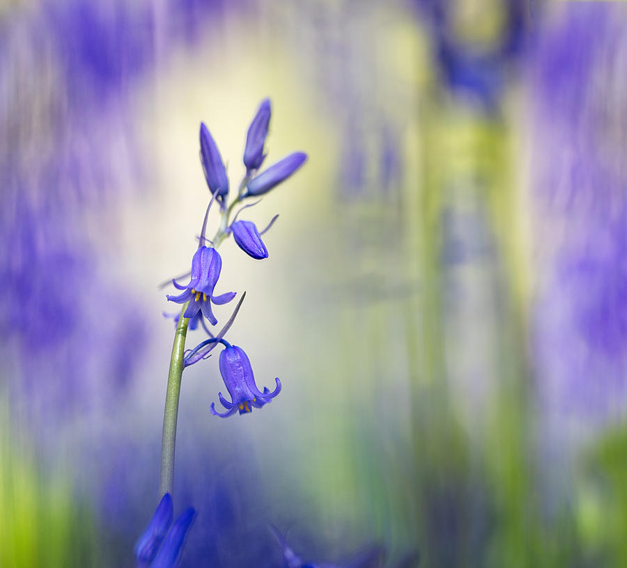 Majestic Bluebells Spring Wild Flower Photograph by Dirk Ercken