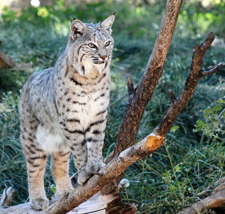 Bobcat  Majestic animals, Wild cats, Animals beautiful