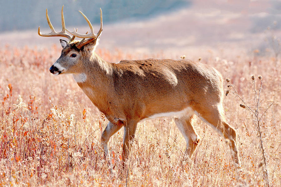 Majestic Buck Photograph by John Radosevich