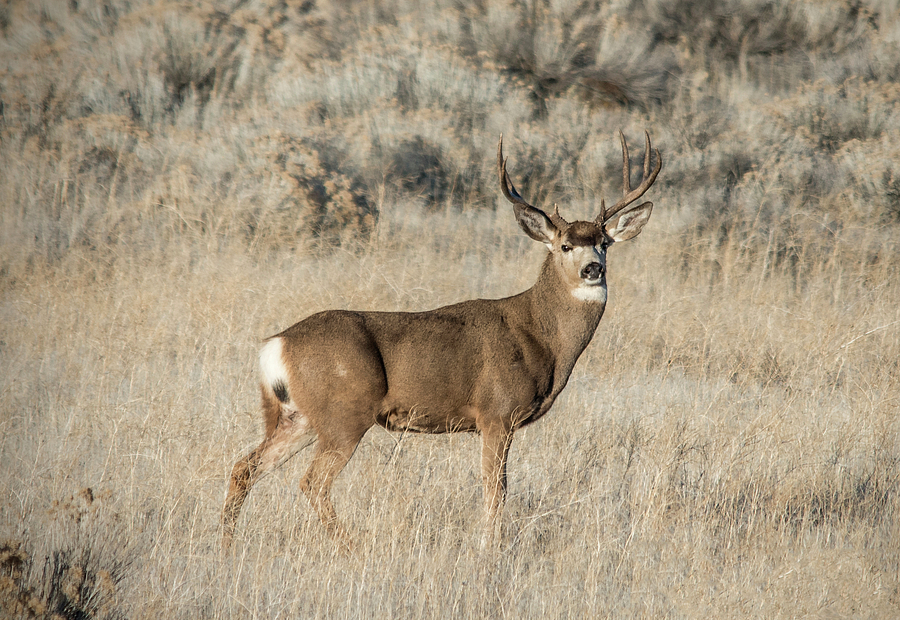 Majestic Buck Photograph by Loree Johnson