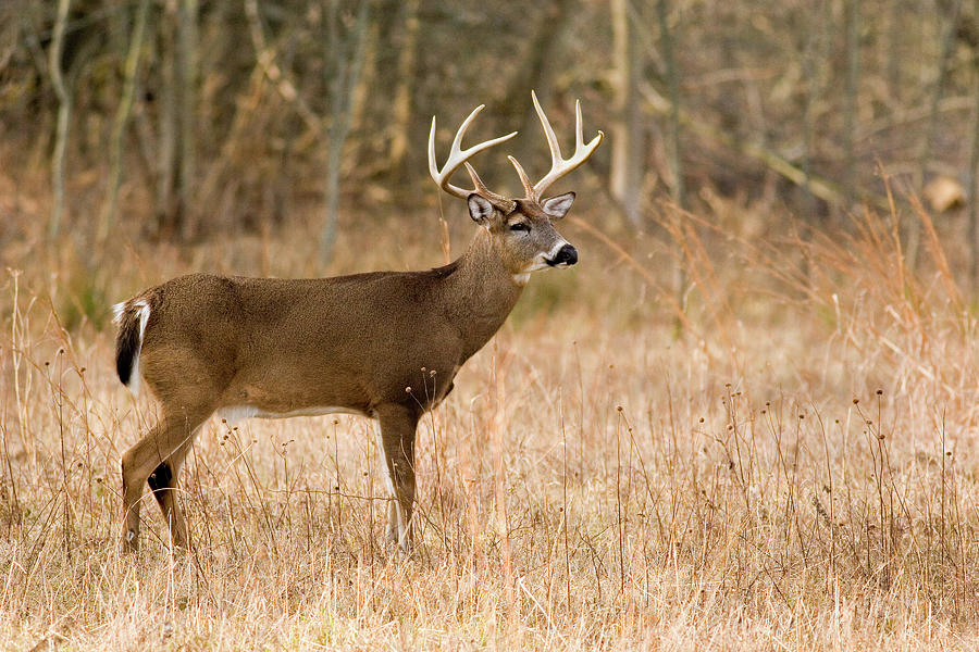 Majestic Buck Photograph by Timothy McIntyre