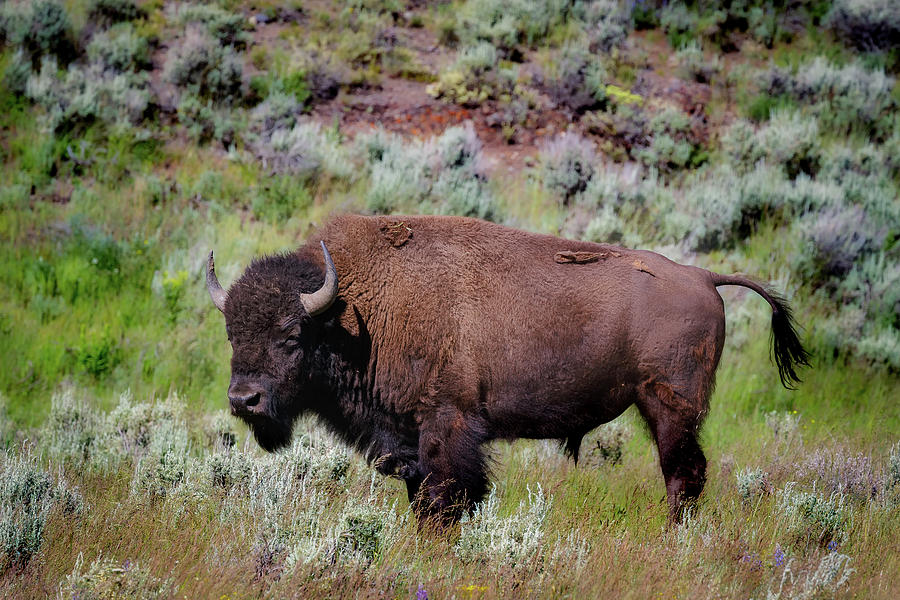 Majestic American Buffalo Photograph by C  Renee Martin