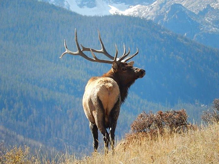 Majestic Bull Elk Photograph By Carolyn Mcclish