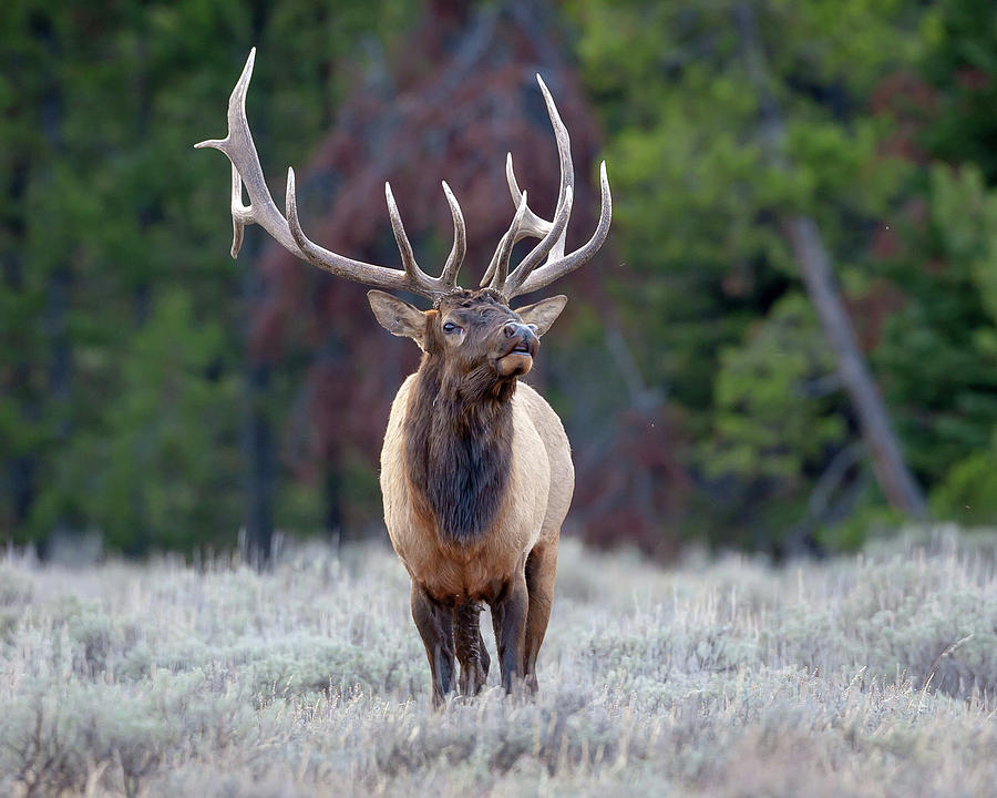 Majestic Bull Elk Photograph by Jack Bell