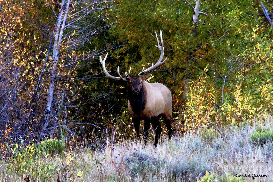 Majestic Bull Elk Survivor In Colorado Photograph by Dale Jackson - Pixels