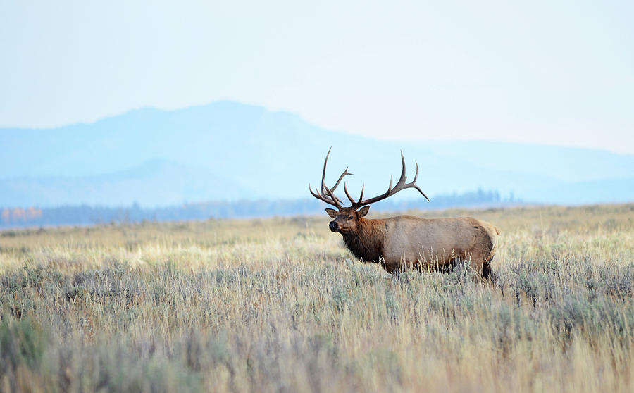 Majestic Bull Elk Photograph by Whispering Peaks Photography