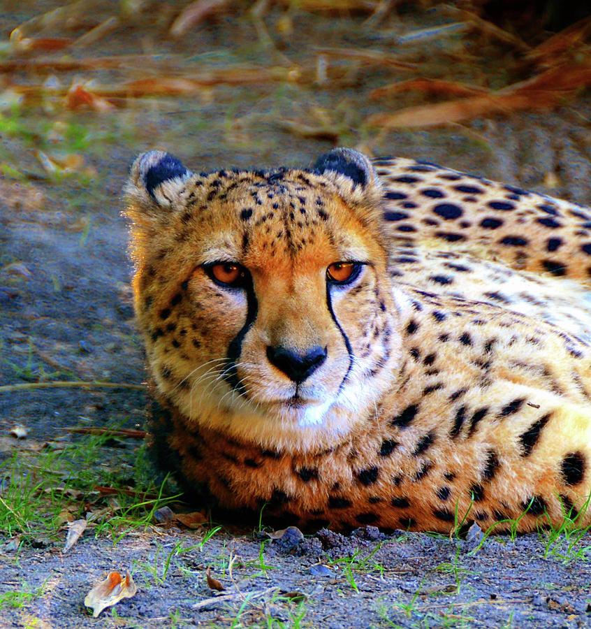 Majestic Cheetah Photograph by David Lee Thompson