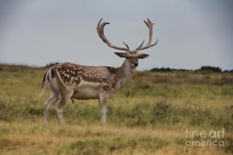 Majestic Deer Photograph by Douglas Barnard
