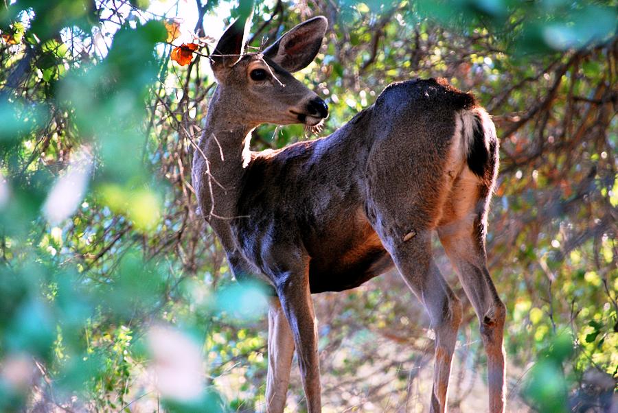Deer Photograph - Majestic Deer in the Forest by Matt Quest
