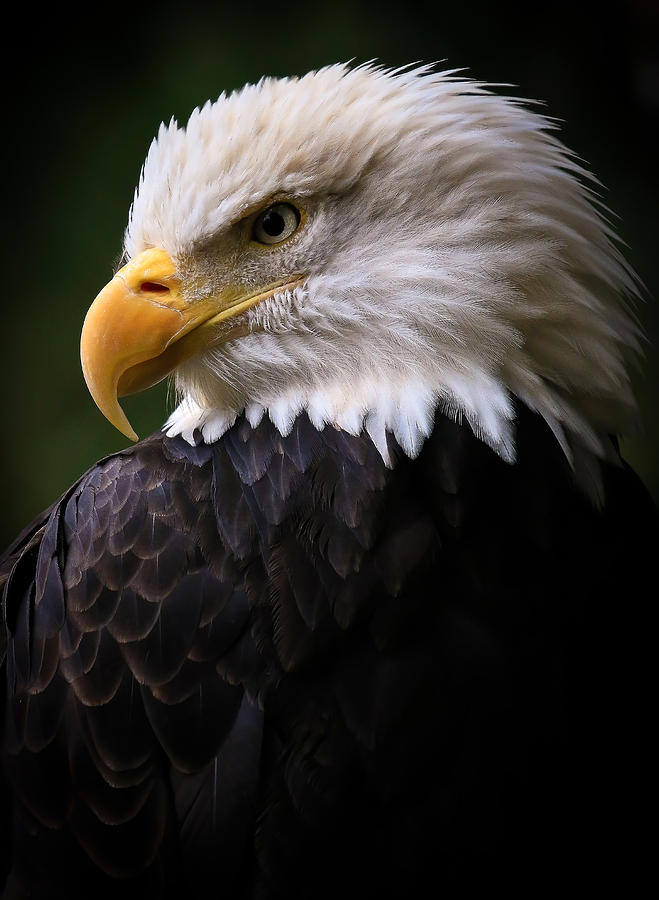 Majestic Eagle Photograph by Athena Mckinzie