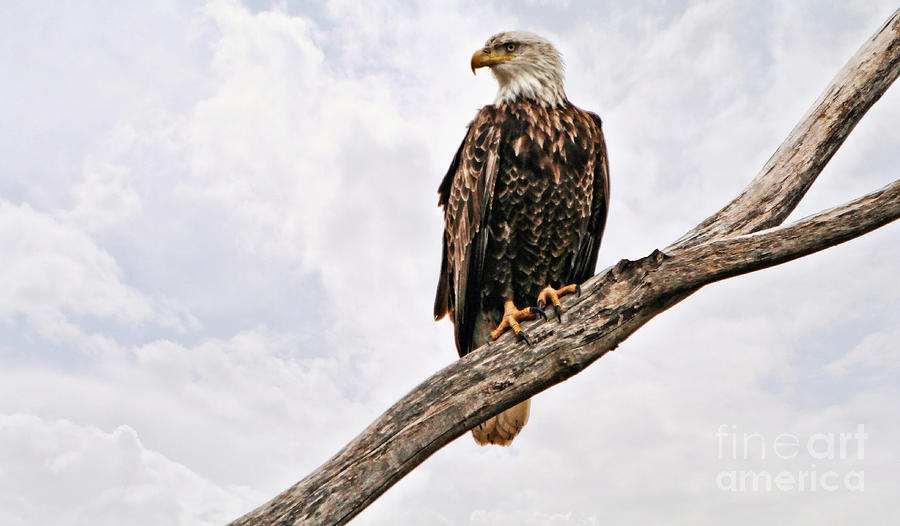 Majestic Eagle Photograph by Elizabeth Winter