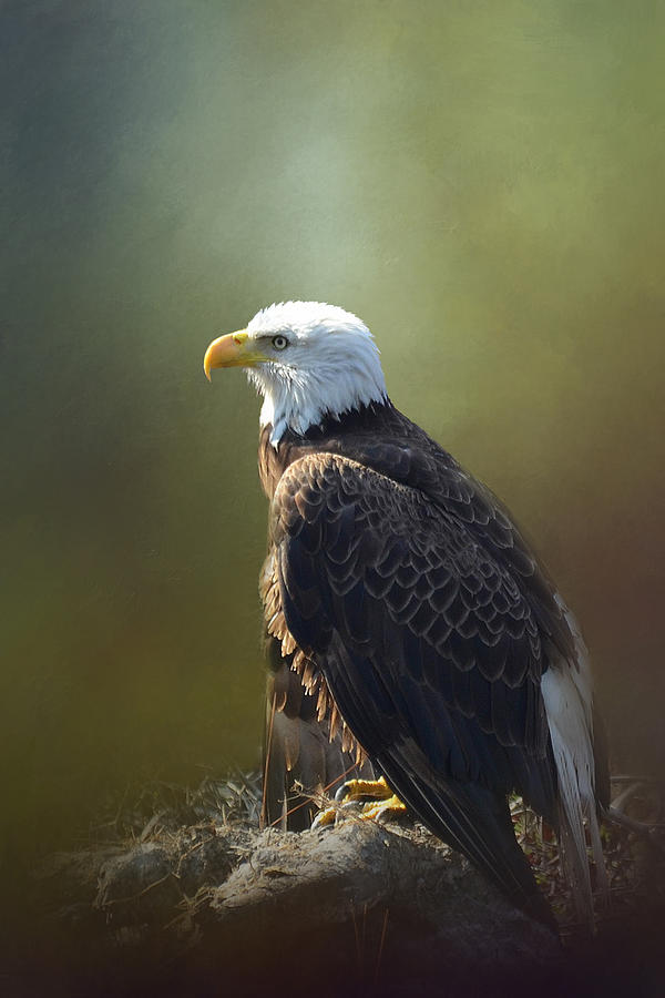 Majestic Eagle In The Filtered Light Of The Forest Photograph by Carla Parris
