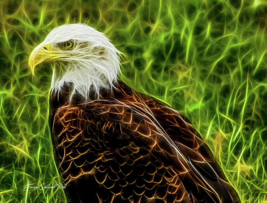 Majestic Eagle Photograph by Joann Copeland-Paul