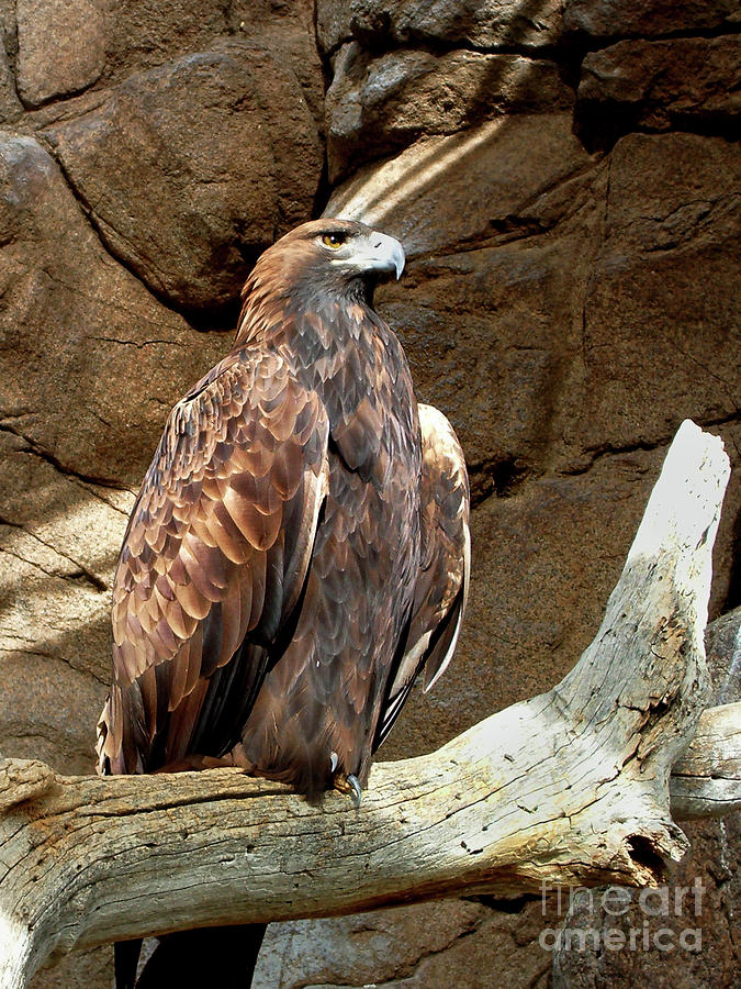 Eagle Photograph - Majestic Eagle by Mariola Bitner