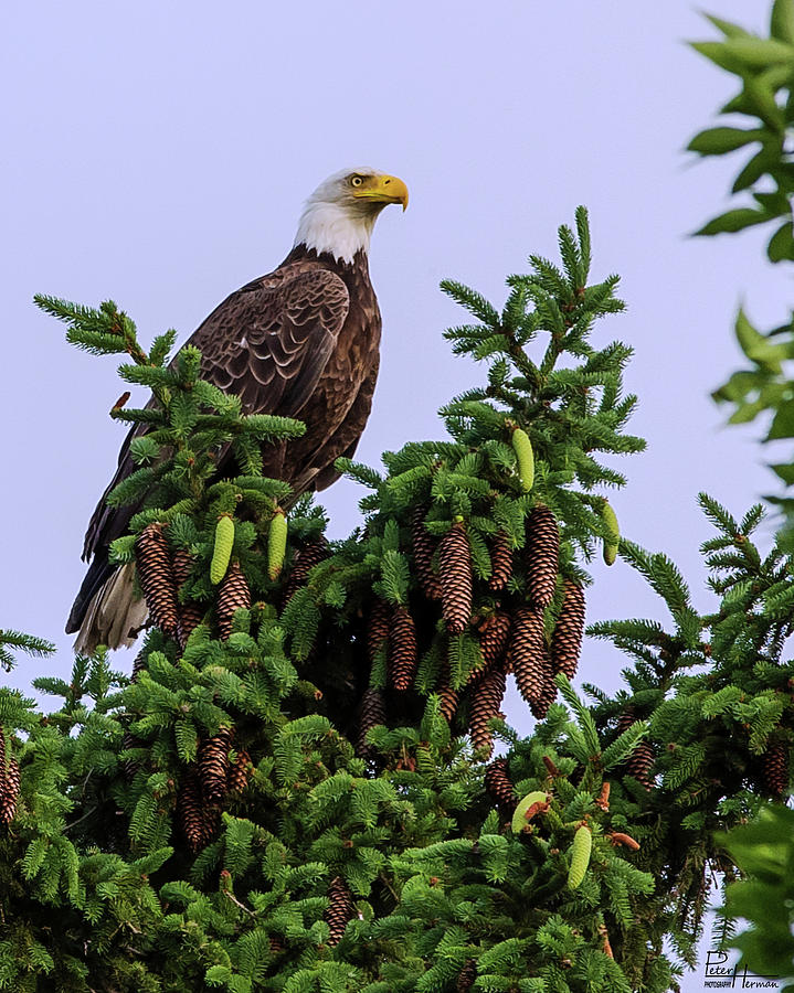 Majestic Eagle on Pine Photograph by Peter Herman