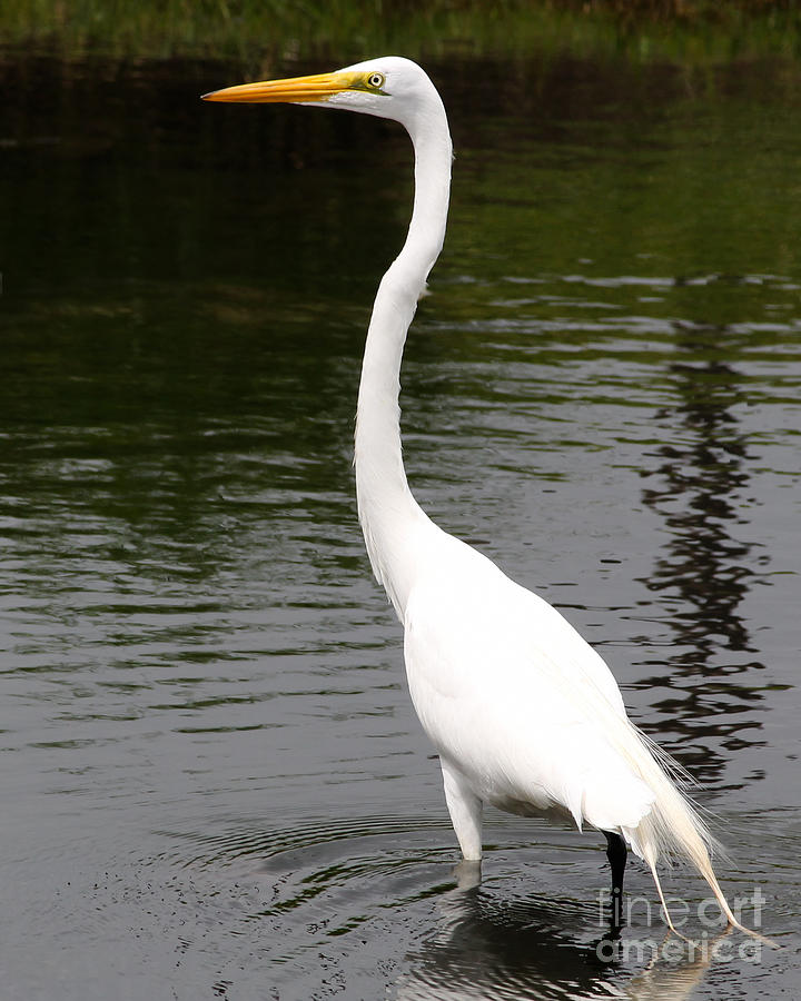 Majestic Egret Photograph by Anita Oakley