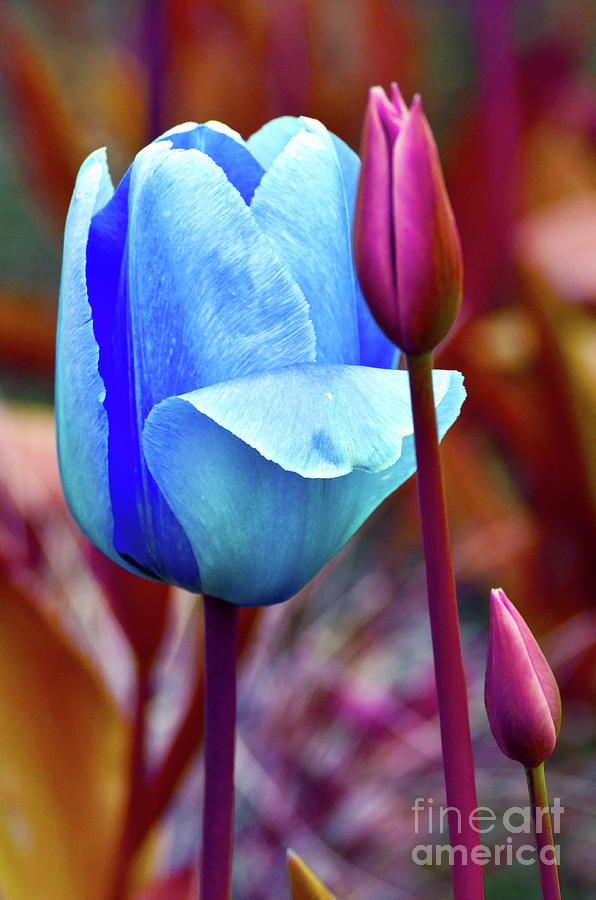 Majestic Elegance of Tulips Photograph by Silva Wischeropp