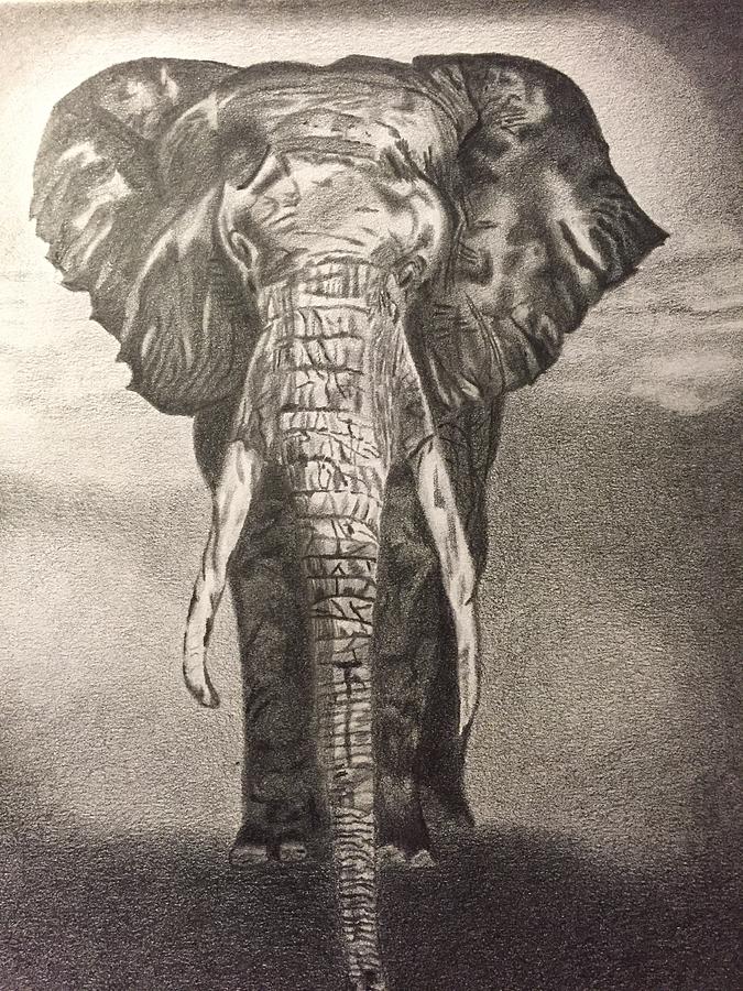 Majestic Elephant Drawing by Jacqueline Armstrong Fine Art America