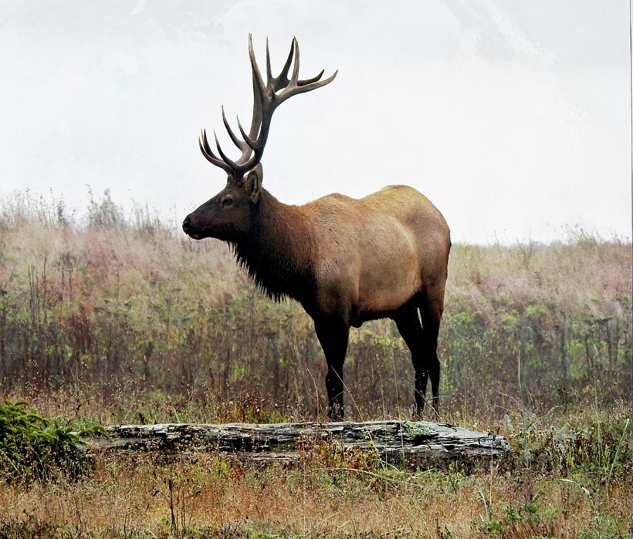 Majestic Elk Photograph by Sandra Peery