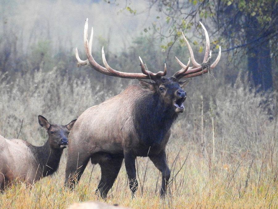 Majestic Elk Photograph by Tex Jawort