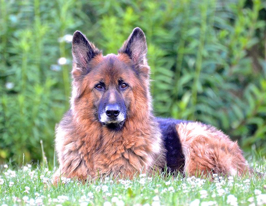 Majestic Falco Photograph by Danielle Sigmon - Fine Art America