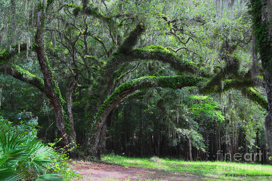 Majestic Fern covered Oak Photograph by Barbara Bowen