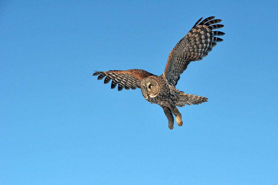 Owl Photograph - Majestic Flight by Asbed Iskedjian