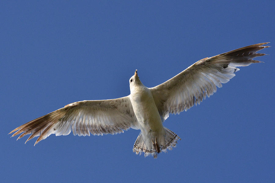 Majestic flight with Majestic eye-contact Photograph by Asbed Iskedjian ...