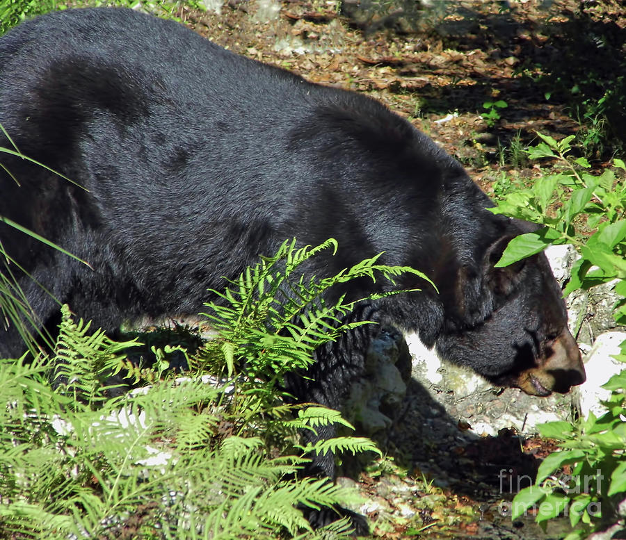 Majestic Florida Black Bear Photograph by D Hackett