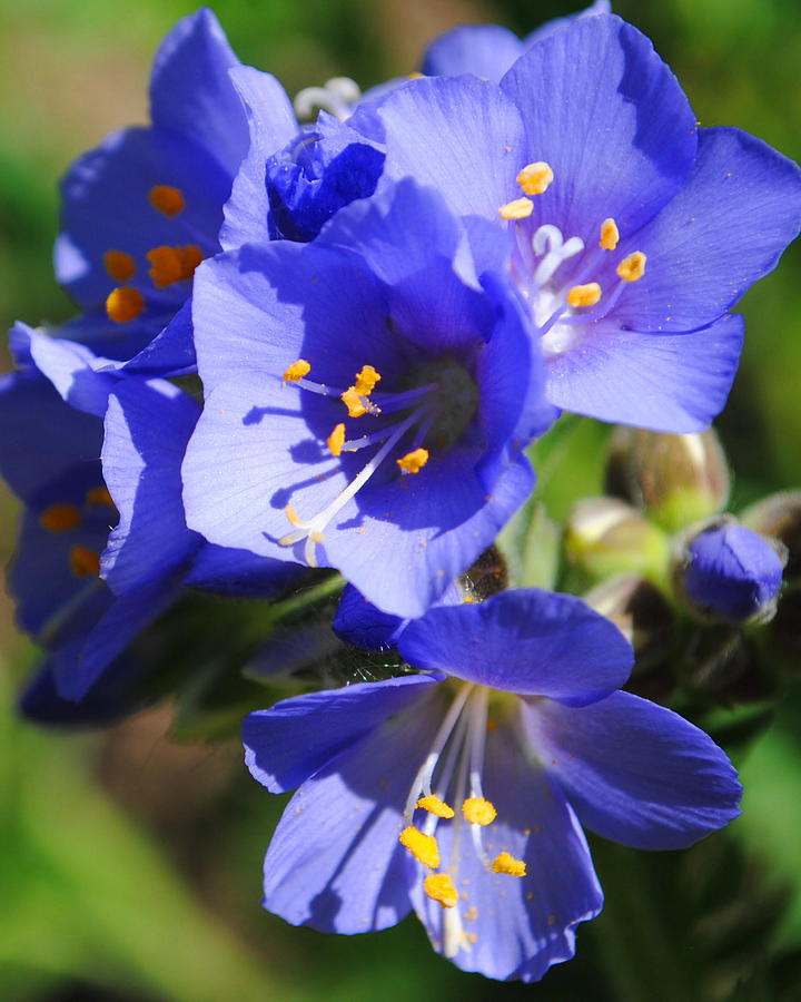 Majestic Flowers Photograph by Deanne Smith - Fine Art America