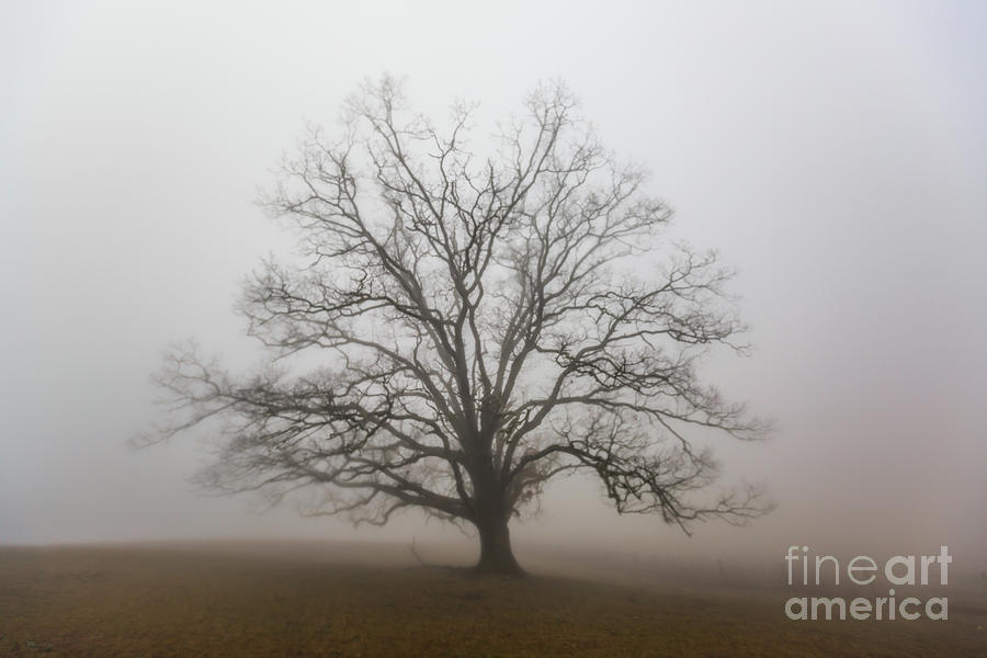 Majestic Fog Photograph by Robert Loe