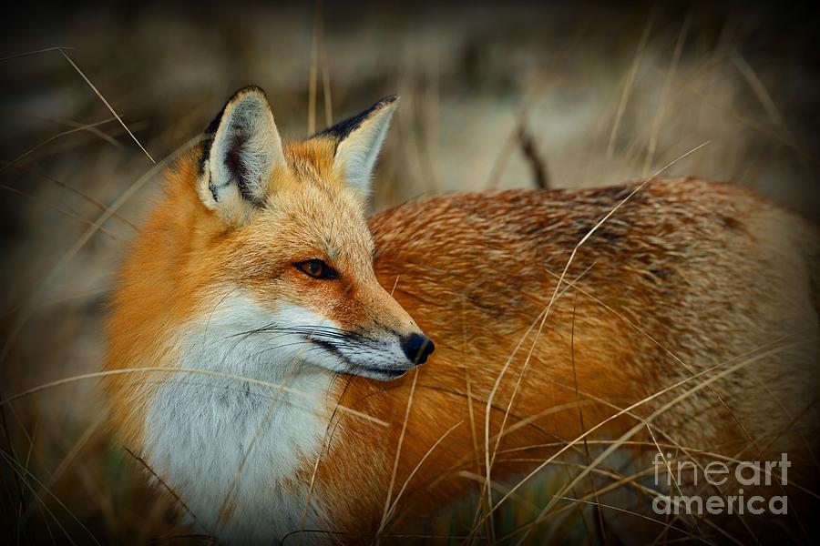 Majestic Fox Photograph by Paul Ward