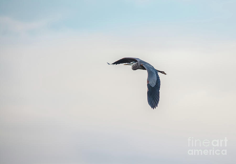 Majestic Great Blue Heron Photograph by Cheryl Baxter