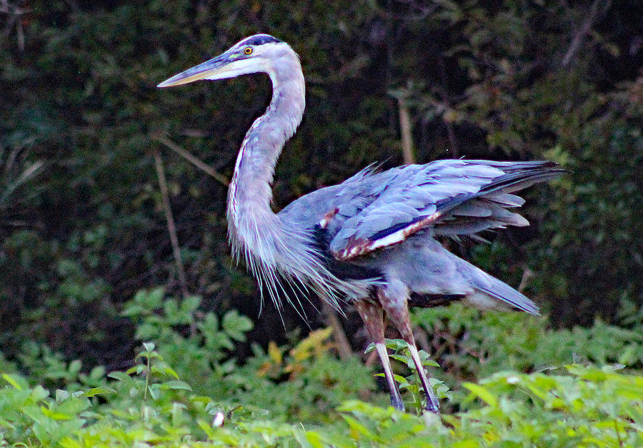 Majestic Great Blue Heron Photograph by DB Hayes